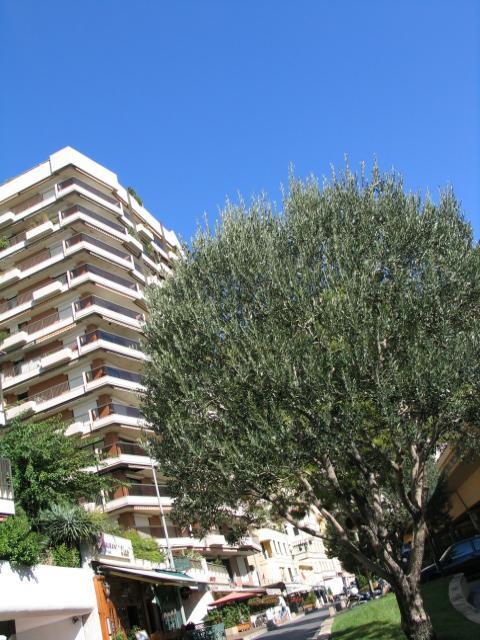 Les Acanthes