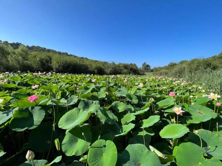 MOUANS-SARTOUX – VILLA CONTEMPORAINE FAMILIALE - ENVIRONNEMENT VERDOYANT